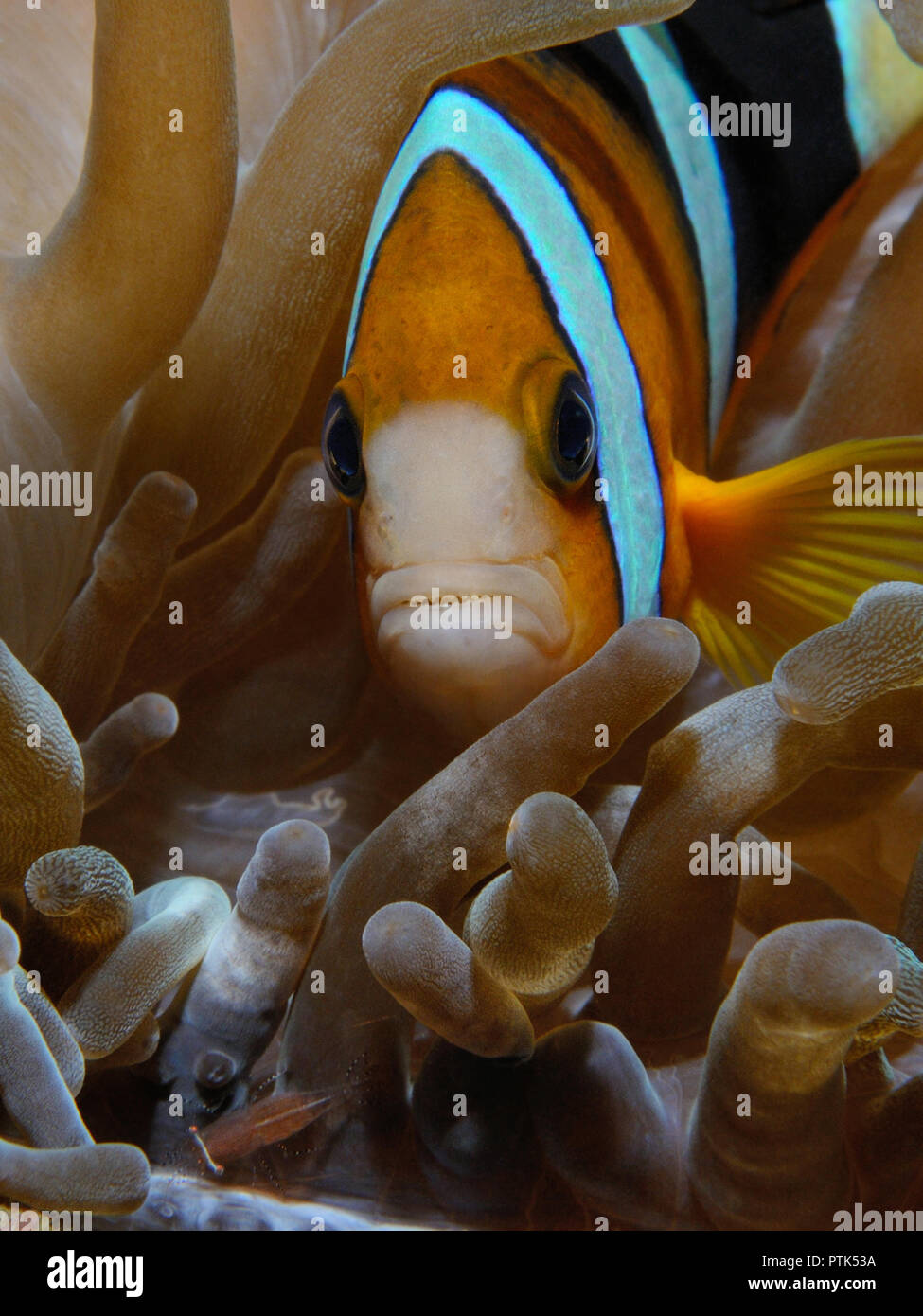 Nemo Fisch (Yellowtail Clownfisch (Eng) - amphiprion Clarkii (Lat)) und Garnelen leben innerhalb einer Anemone, Puerto Galera, Philippinen Stockfoto