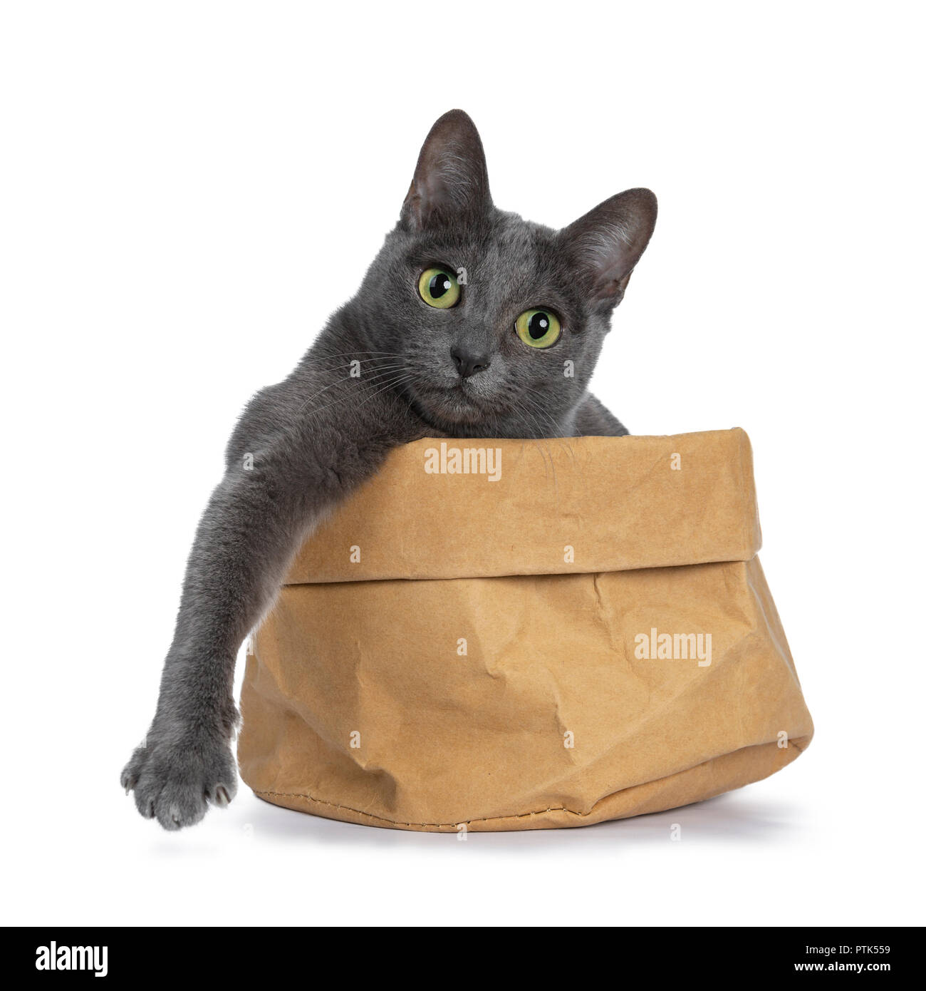 Silber gespitzt Blau nach Korat Katze sitzt in Brown Paper Bag mit der einen Pfote hängt über Edge und gerade mit Blick auf die Kamera mit grünen Augen, isoliert Stockfoto