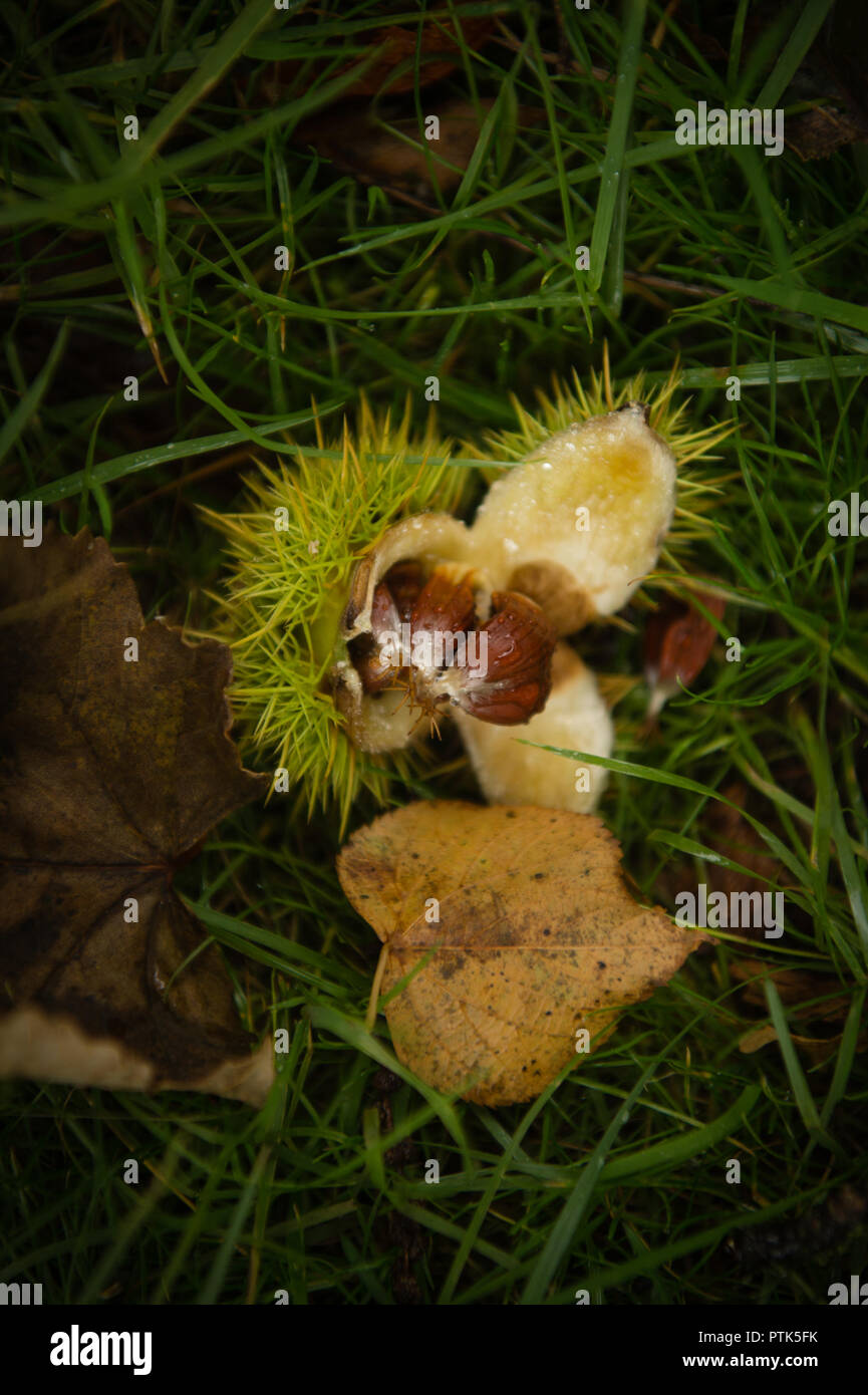 Süsse essbare Kastanien auf dem Boden, Herbst, dinefwr Park Llandelio, Carmarthenshire, Wales UK Stockfoto