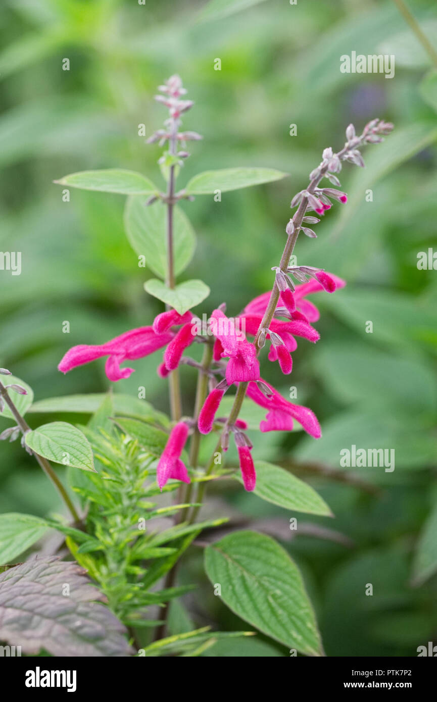 Salvia curviflora 'Blumen Tubular Bells'. Stockfoto