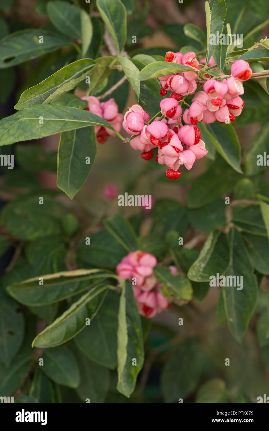 Euonymus phellomanus, junge saftige giftige rosa Beeren der brennende Busch reifenden Beeren mit leuchtend roten Samen im Inneren stark giftig Stockfoto