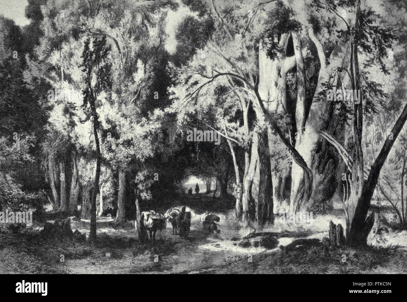Ein Wald in Mazanderan Stockfoto