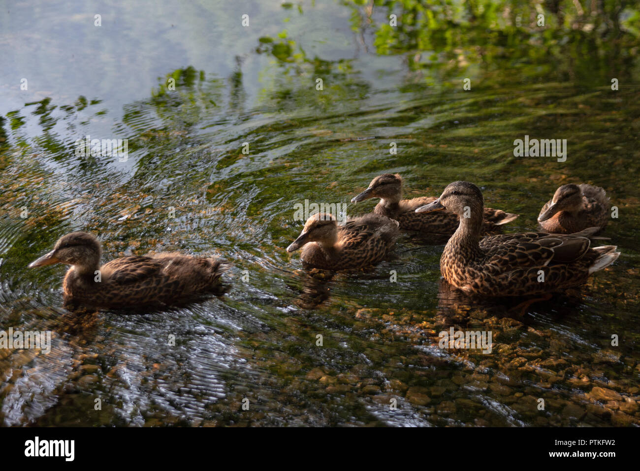 Mutter Ente schwimmen mit Baby Enten, Essen und Schwimmen in den frühen Morgenstunden bei Sonnenaufgang am Ufer des Campingplatzes. Stockfoto