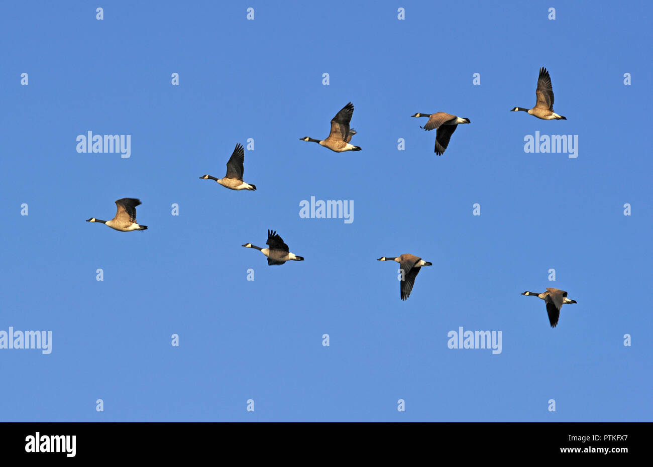 Herde von Kanadagänse fliegen in V-Formation Stockfoto