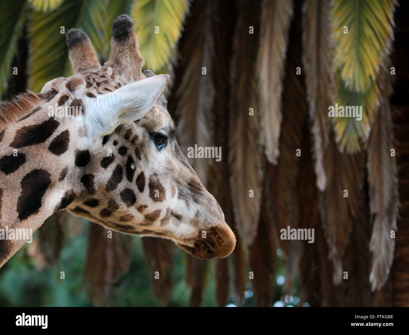 Giraffe (Hinter) starrte Nach Vorn Stockfoto