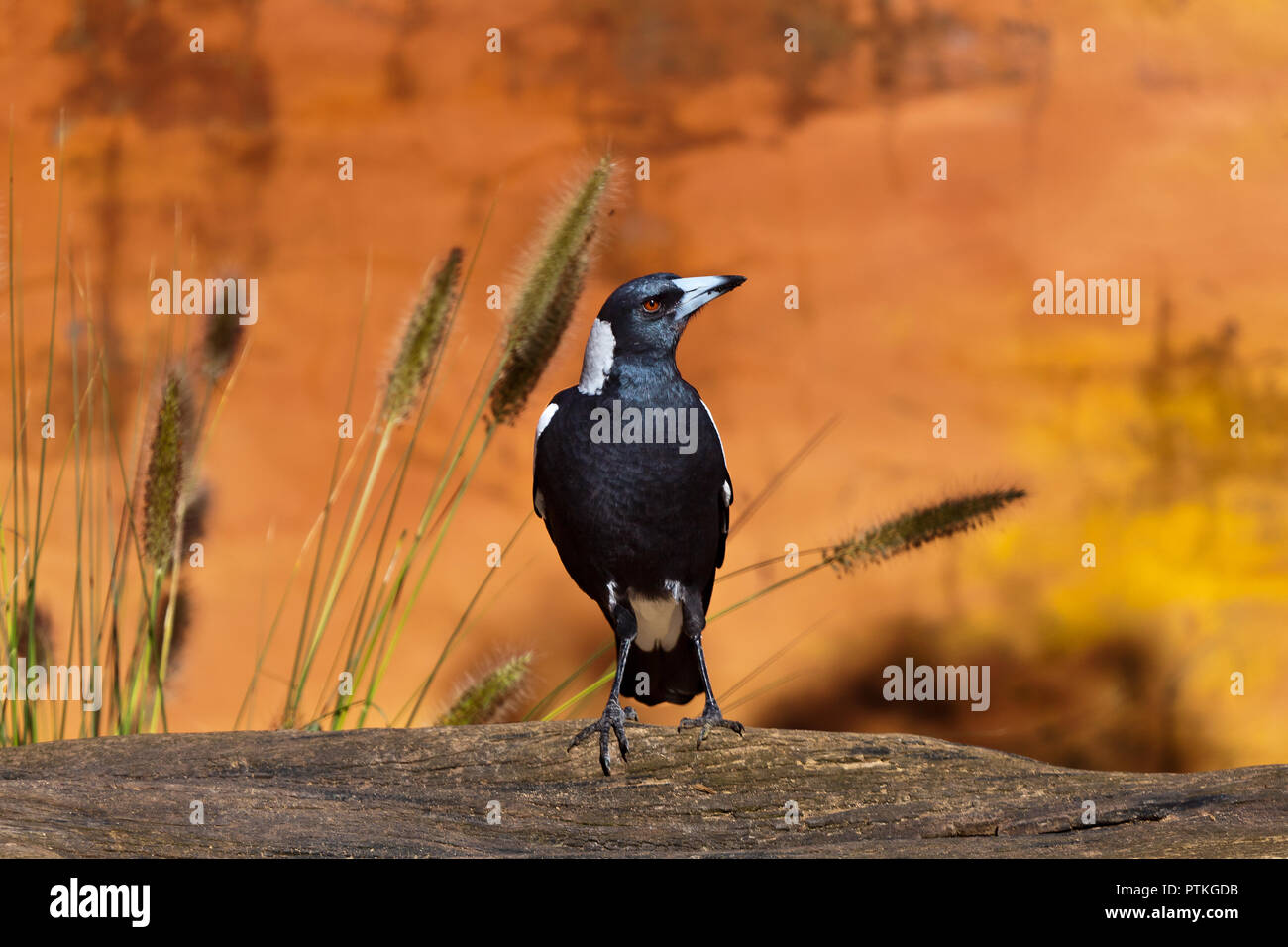 Schwarze und Weiße Australier Magpie sitzen auf einem mit Gräsern und gelben Hintergrund anmelden Stockfoto