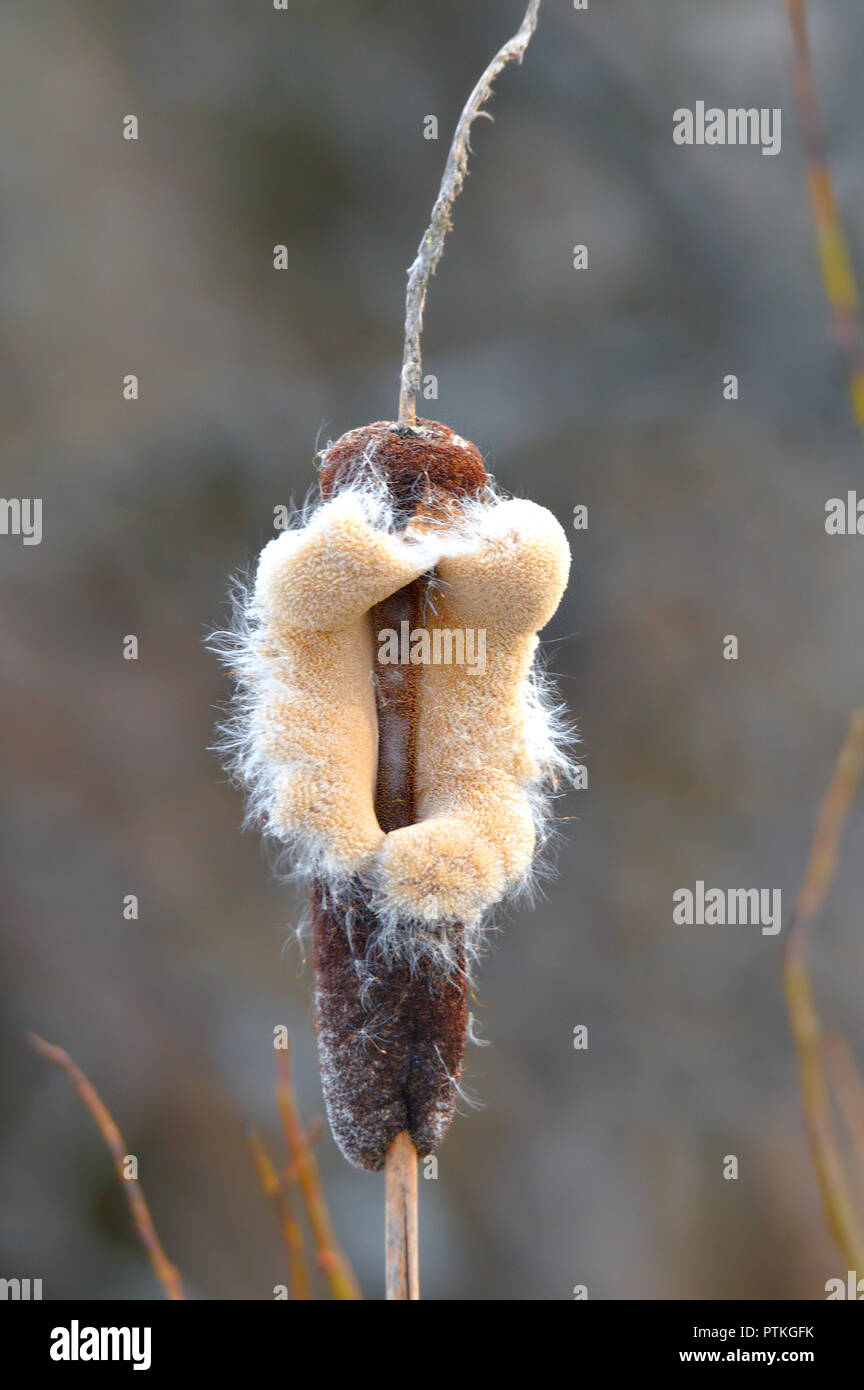 Rohrkolben typha oder cattail seine Samen verbreiten im Frühjahr Stockfoto