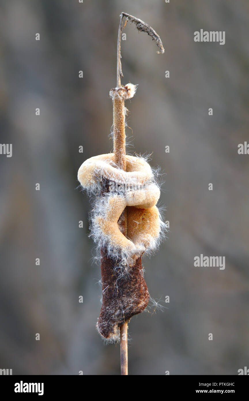 Seltsam Aussehen der Rohrkolben typha oder cattail bei der Verbreitung von Samen im Frühling Stockfoto