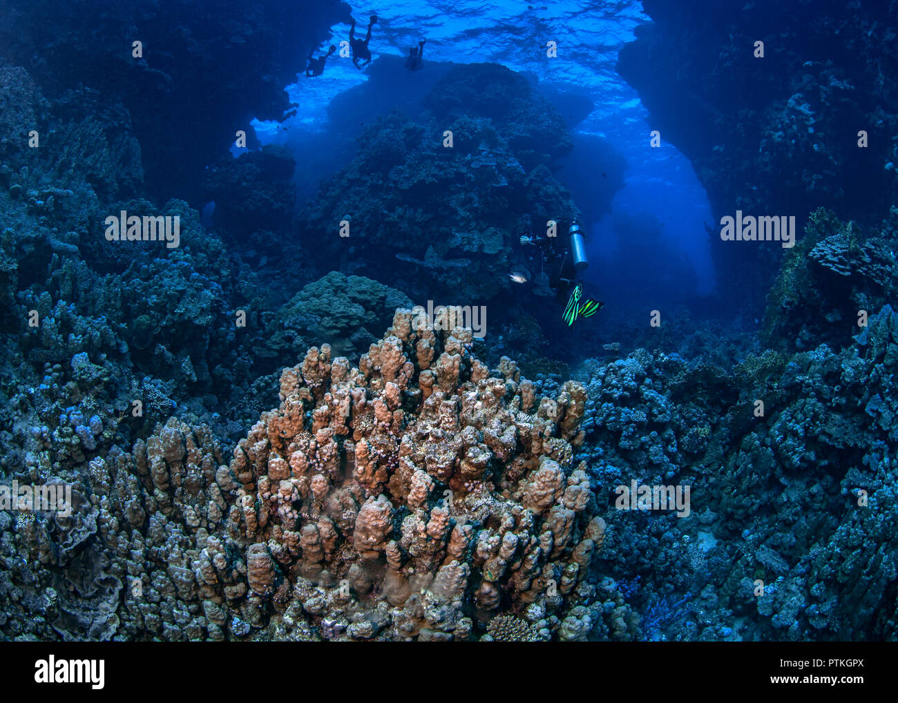 Taucher am Roten Meer safari Schwimmen durch Coral Reef pinnacles in der Abenddämmerung. September, 2018 Stockfoto