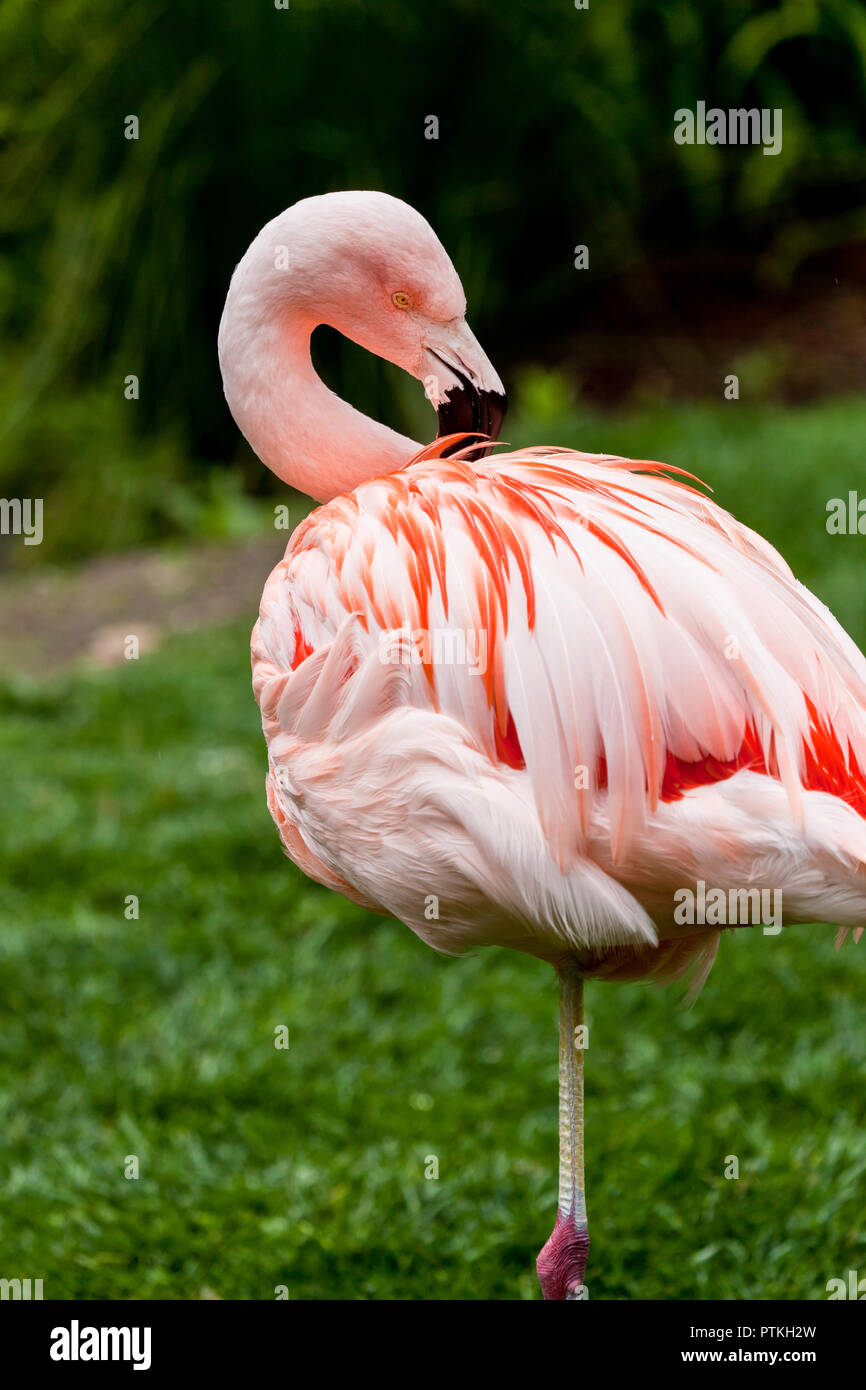 Flamingo steht auf einem Bein und putzen es Federn im Gras Stockfoto