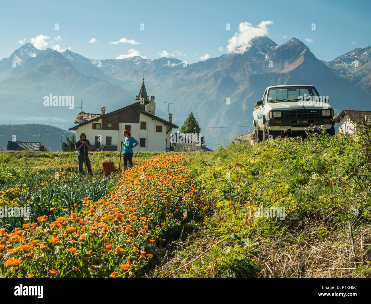 Bauern auf einem Gemüsegarten im Dorf Lignan, Aostatal, NW Italien. Stockfoto