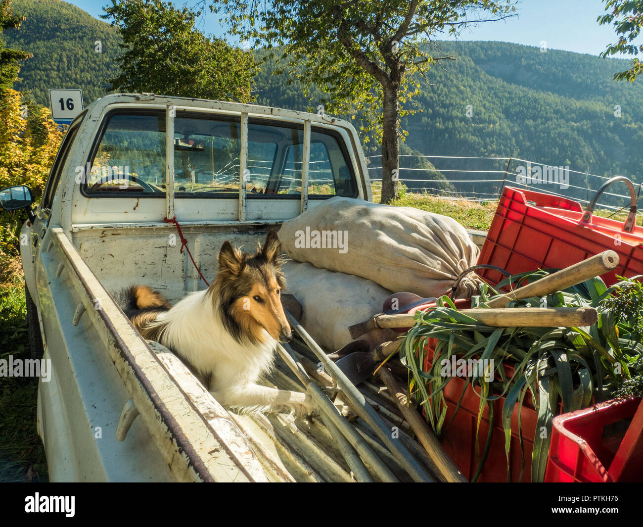 Langhaariger Shetland-Schäferhund sitzt in einem LKW mit frisch geernteten Zwiebeln und Kartoffeln (Säcken) im Dorf Lignan, Aosta Valley, NW Italien Stockfoto