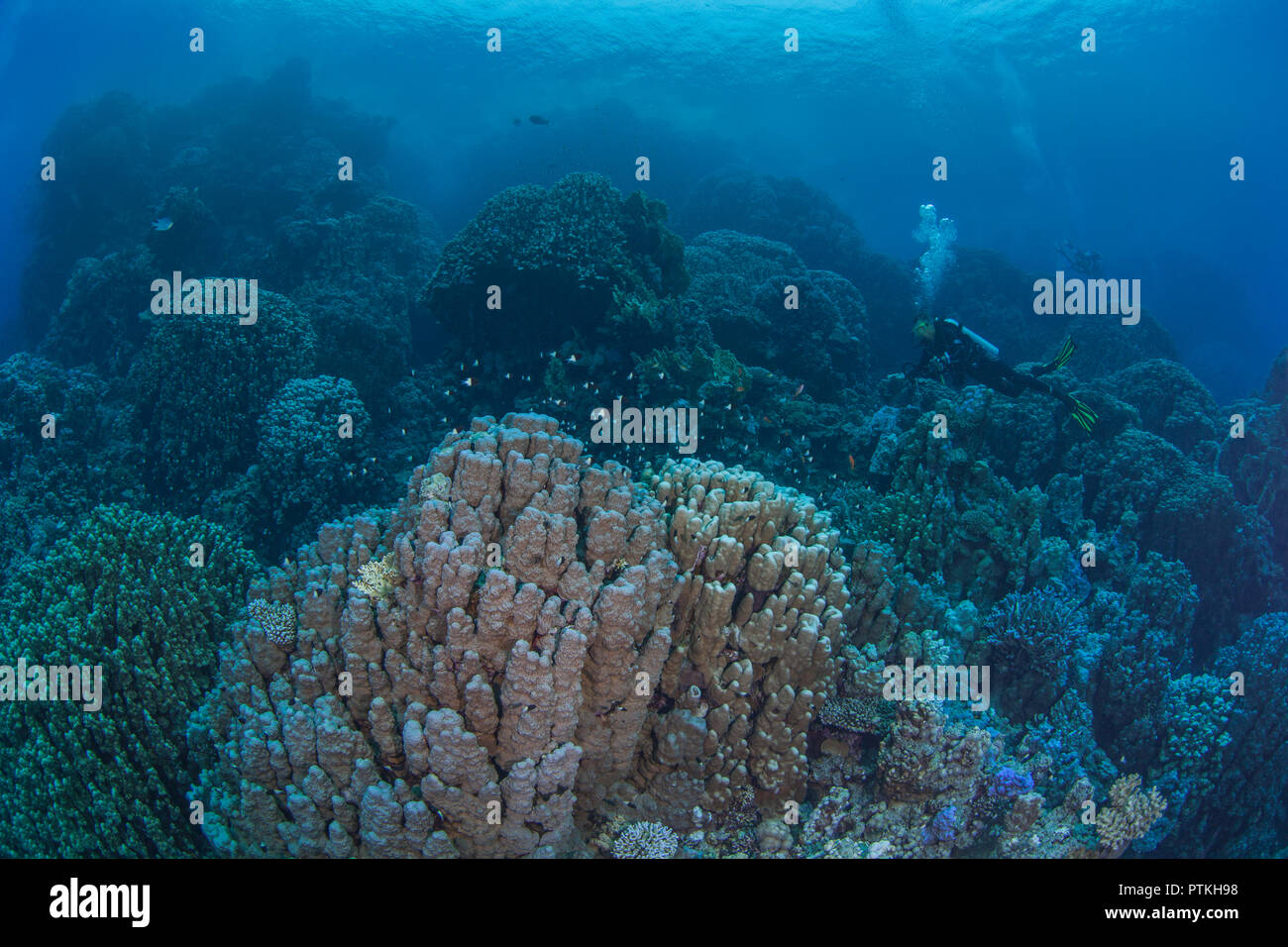 Weibliche Scuba Diver erforscht Coral Berge im Roten Meer. September, 2018 Stockfoto