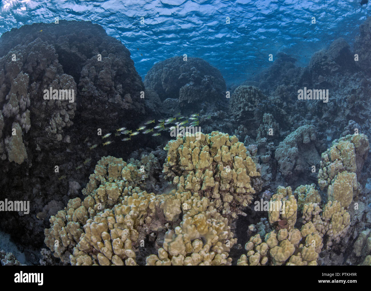 Schule der Blau-stripped Snapper fischen Kreuzung coral Berge im Roten Meer. September, 2018 Stockfoto