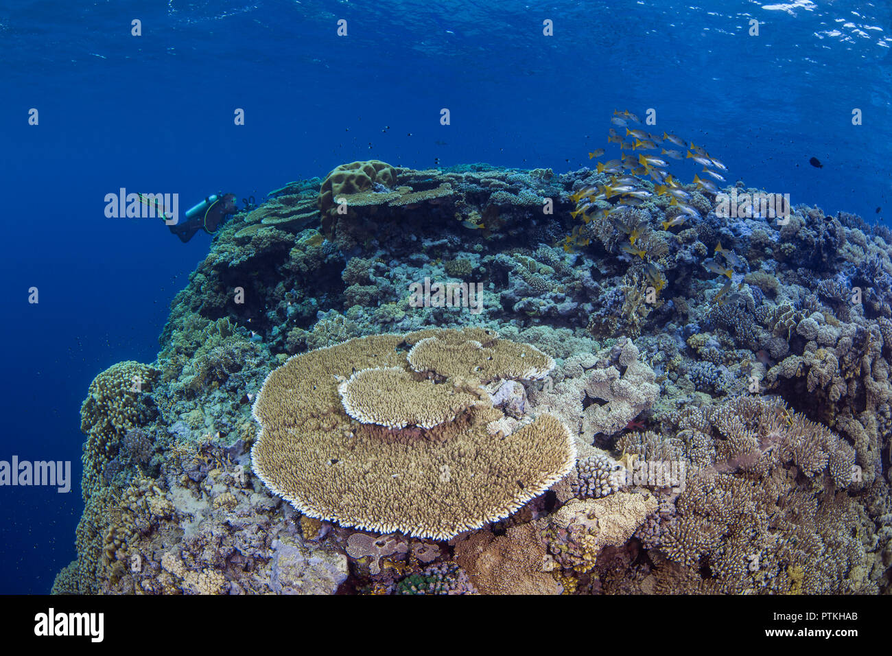Weibliche Scuba Diver mit Video Kamera Fotos Schule des bluestriped snapper Fisch über Tabelle Coral an der Spitze einer Pinnacle im Roten Meer. Stockfoto