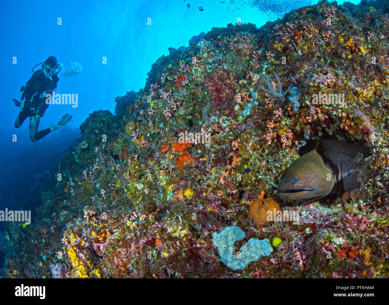 Grüne Muränen Gymnothorax (COI) im Korallenriff mit Taucher in blue water Hintergrund. Spratly Inseln im Südchinesischen Meer. Stockfoto