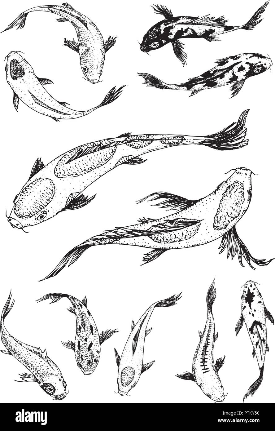Satz von Koi Karpfen, japanischen Fisch. koreanischen Tiere. Gravur von Hand gezeichnete Linie kunst Vintage tattoo monochrom Skizze für das Label. Stock Vektor