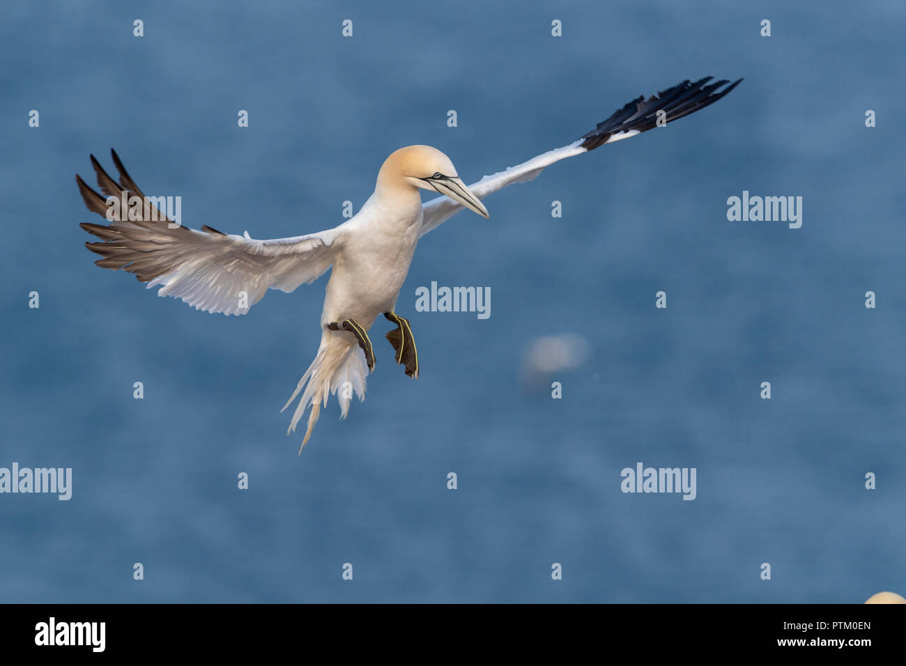 Northern Gannet (Morus bassanus) anfahren, Helgoland, Schleswig-Holstein, Deutschland Stockfoto