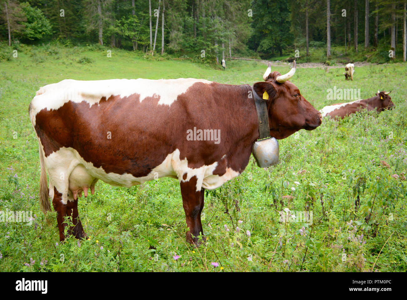 Pinzgau cattle -Fotos und -Bildmaterial in hoher Auflösung – Alamy