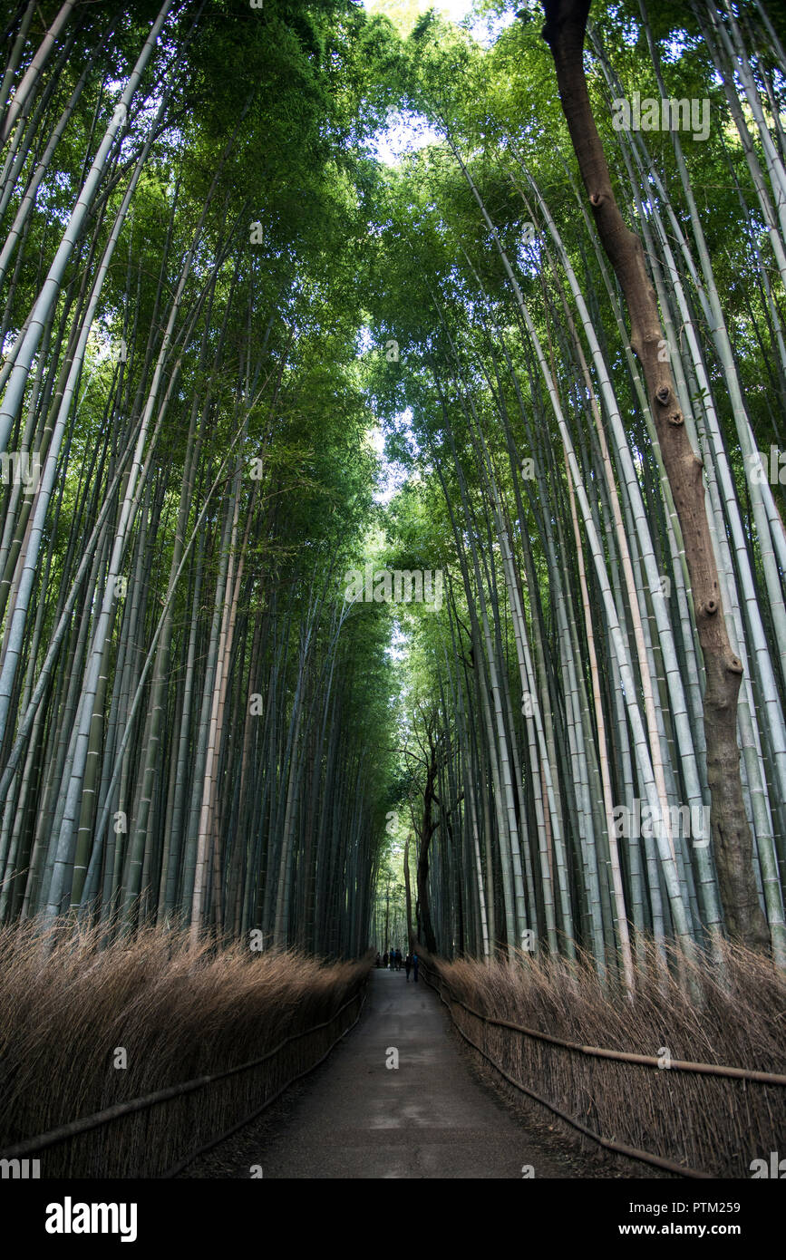 Die arashiyama Bamboo Grove in Kyoto in Japan. Stockfoto