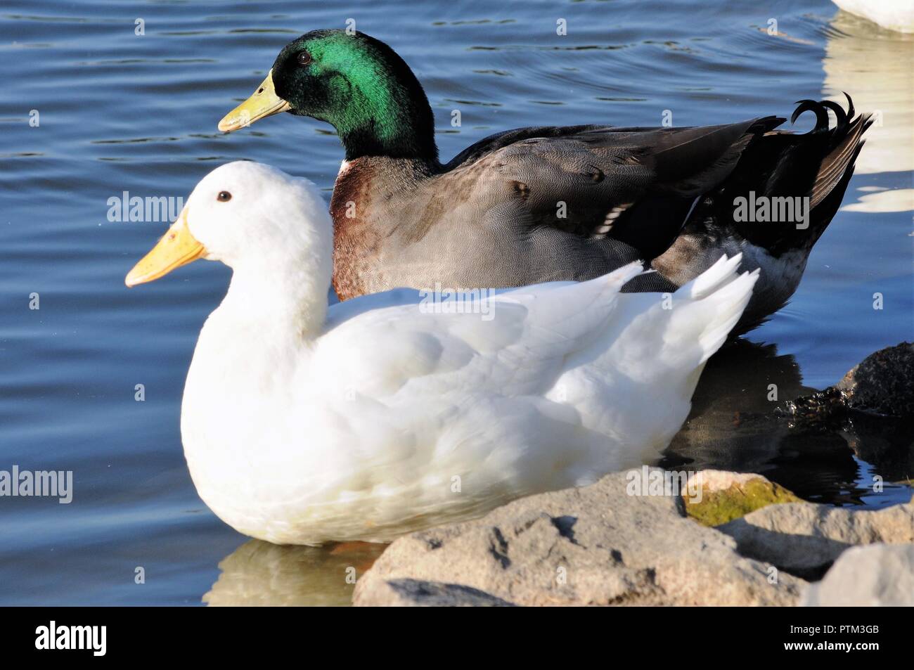 Drake Mallard und pekin Ente über für eine zu gehen schwimmen Stockfoto