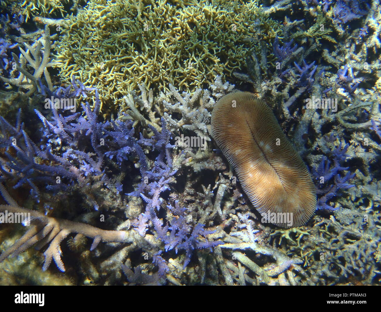Undersea Kreaturen Stockfoto