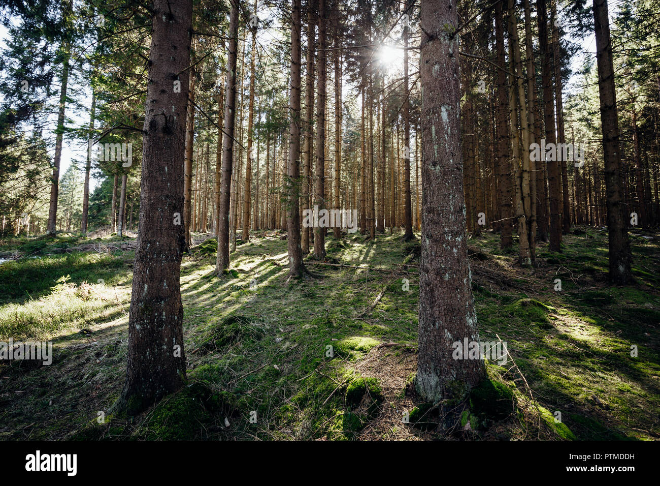 Dunkle Bäume in den herbstlichen Wald mit viel Sonnenschein. Spritzer Farbe in der Natur und Sonnenstrahlen Stockfoto