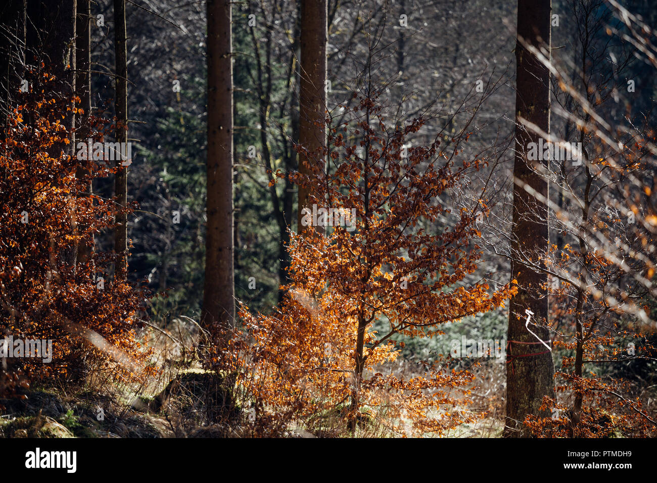 Dunkle Bäume in den herbstlichen Wald mit viel Sonnenschein. Spritzer Farbe in der Natur und Sonnenstrahlen Stockfoto