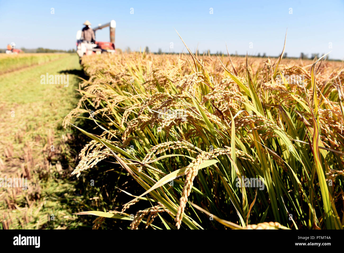 Linyi 10 Okt 2018 Foto Am Okt 10 2018 Zeigt Reife Reis In Einem linyi-10-okt-2018-foto-am-okt-10-2018-zeigt-reife-reis-in-einem
