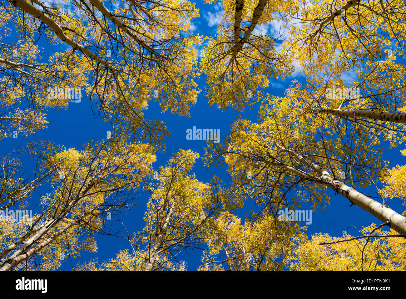 Anzeigen suchen bis zu den Gipfeln des Aspen Bäume mit goldgelben Laub unter einem strahlend blauen Himmel Stockfoto