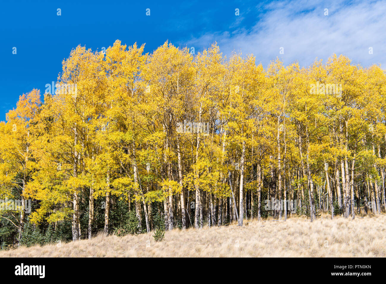 Ein stand von Aspen Bäume im Herbst Farben gold und Gelb entlang der Kante einer grünen Wiese Stockfoto