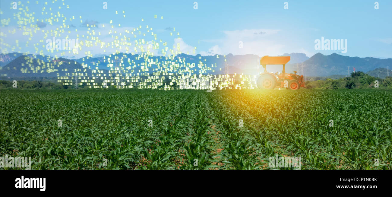 Iot Smart Farming, Landwirtschaft in der Industrie 4.0-Technologie mit künstlicher Intelligenz und Machine Learning Konzept. Es helfen zu verbessern, kategorisiert, Stockfoto