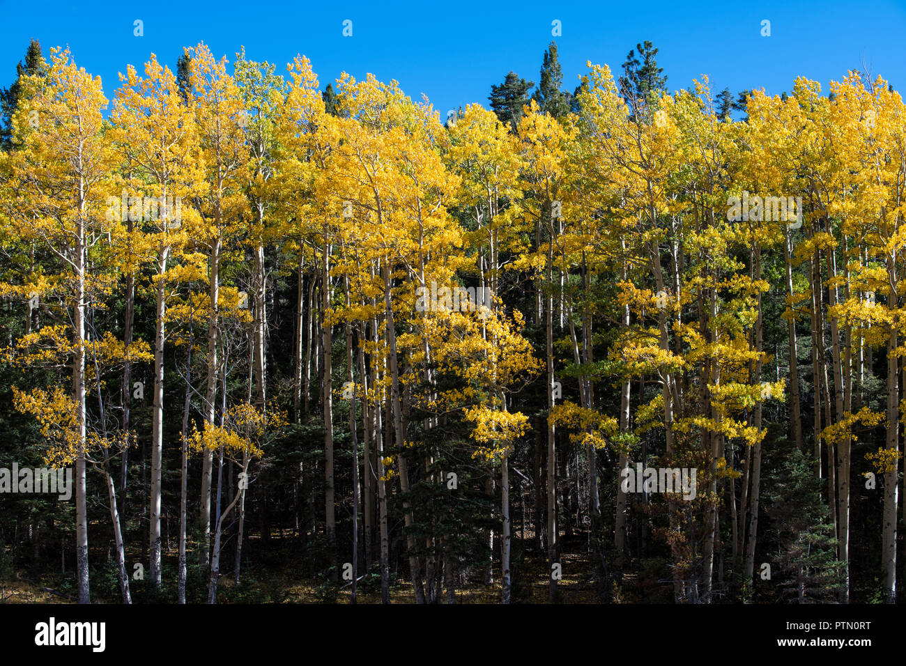 Herbst Szene von einem Hain von Gold und gelb Aspen unter einem perfekten blauer Himmel Stockfoto