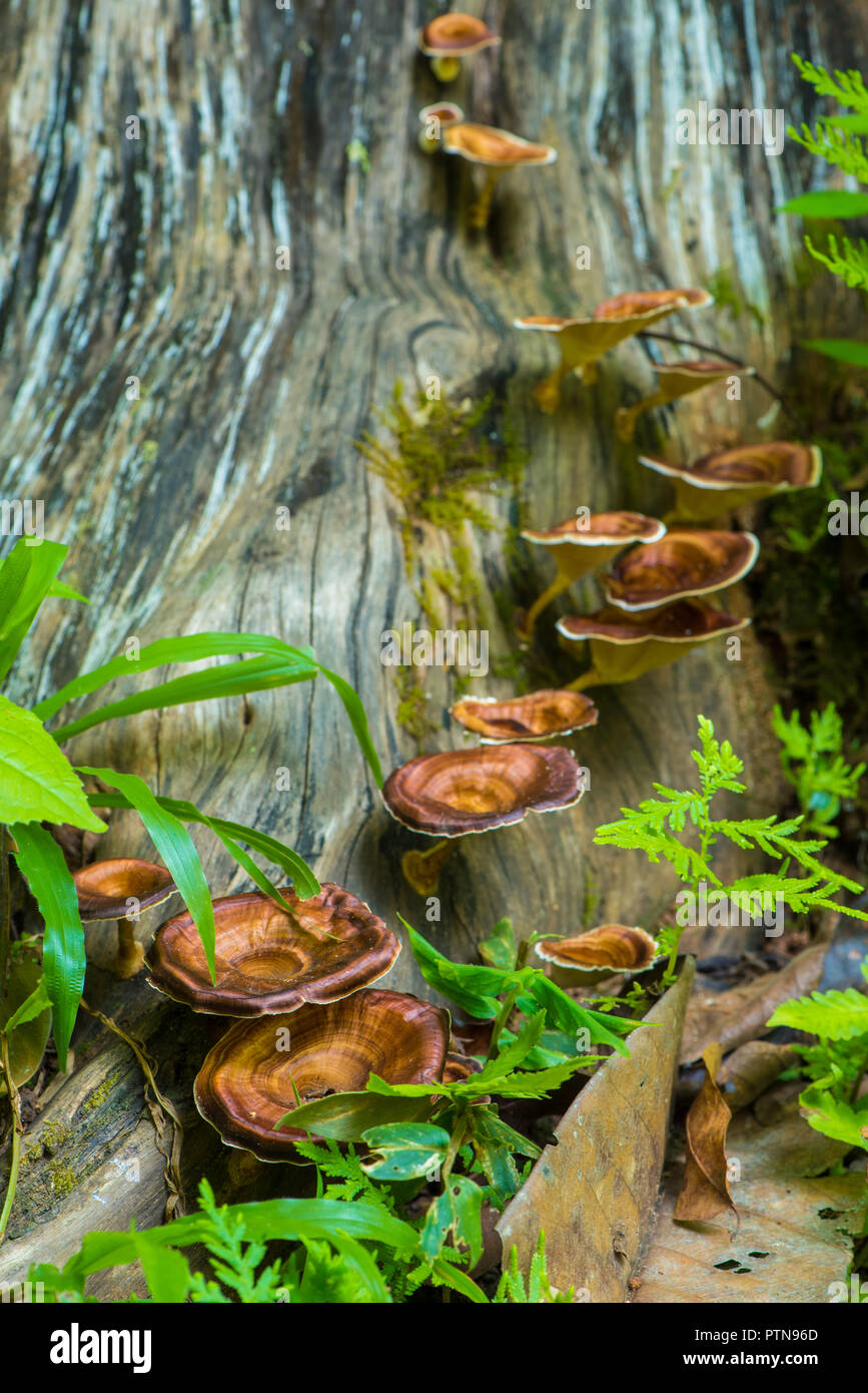 Polypores wachsen auf einem Baumstamm in Chiang Mai, Thailand Stockfoto