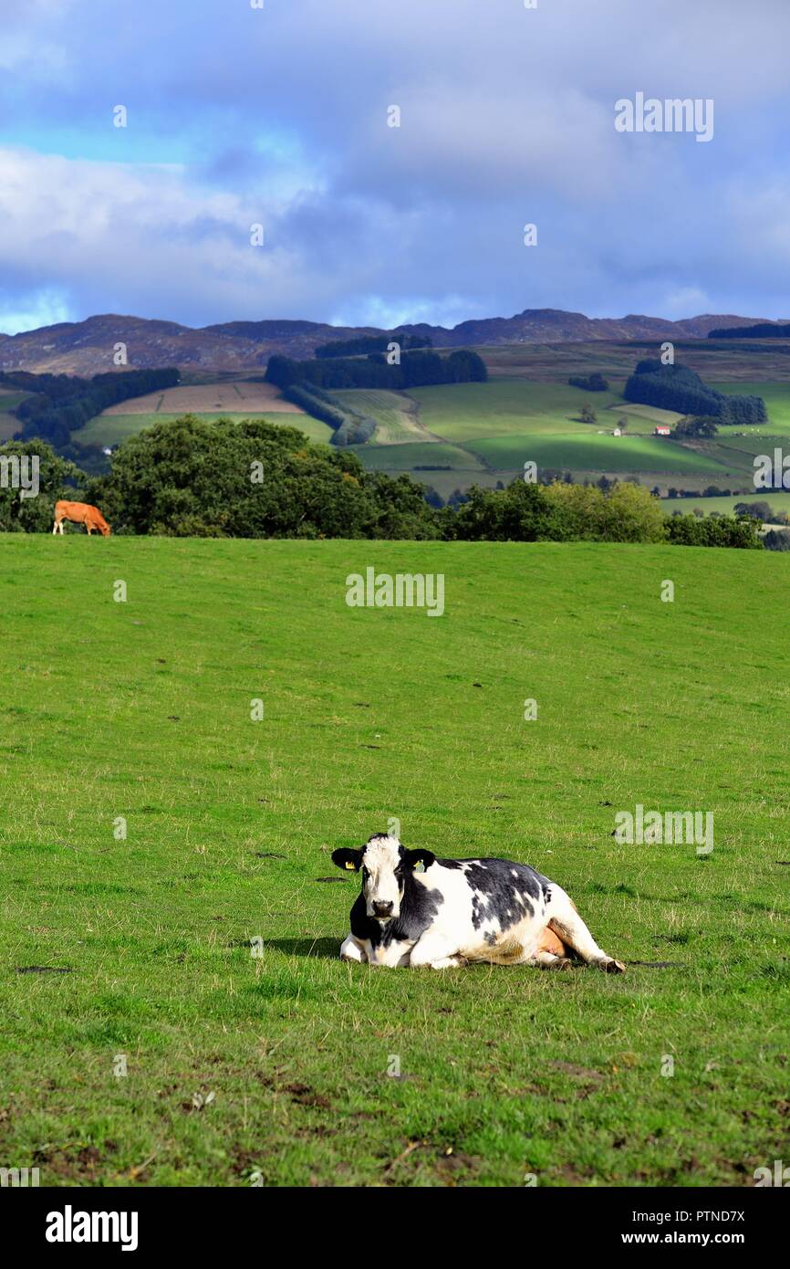 Grandtully, Schottland, Vereinigtes Königreich. Eine Kuh auf der Weide, in einer malerischen Umgebung in einer ländlichen Szene in der Nähe von Grandtully, Schottland ruht. Stockfoto