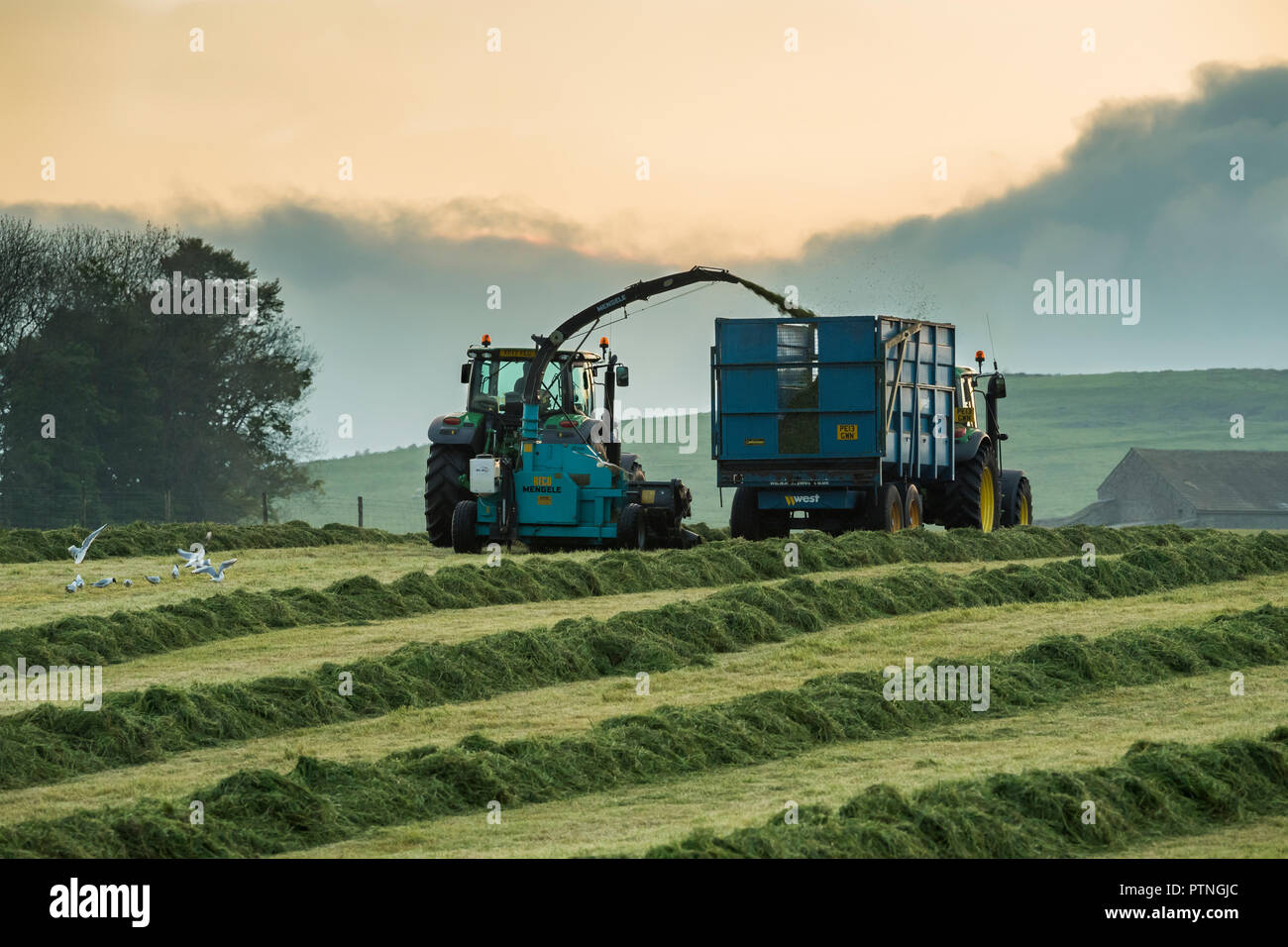 Arbeiten im landwirtschaftlichen Bereich, eine Traktor Abschleppen des Feldhäckslers & 1 entlang fährt das Sammeln von geschnittenem Gras für Silage-N Yorkshire, England, UK. Stockfoto