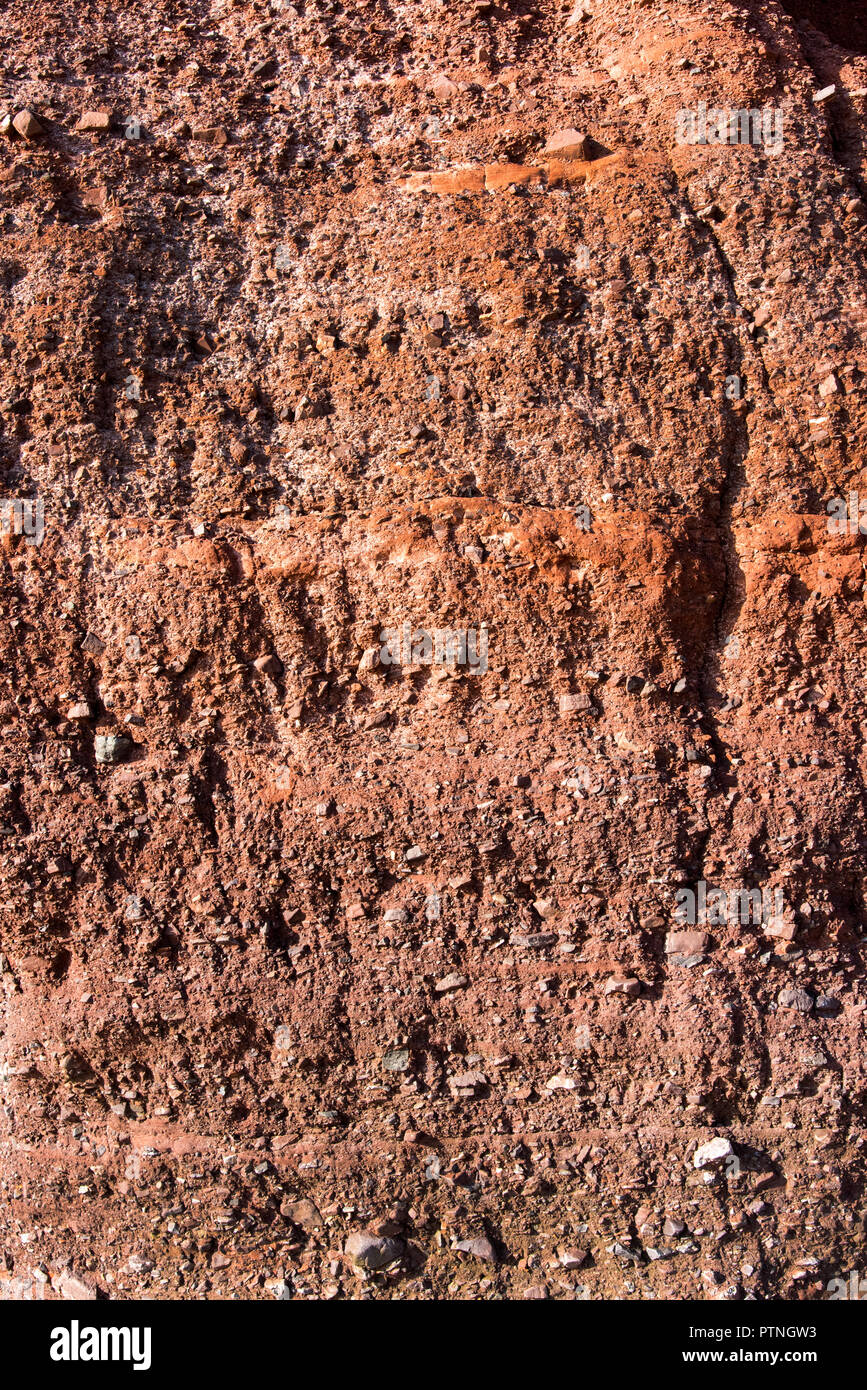 Late Permian Langstone Brekzie, einem Konglomerat Rock bei Langstone Rock, in der Nähe von Exmouth, Devon, Großbritannien gefunden Stockfoto
