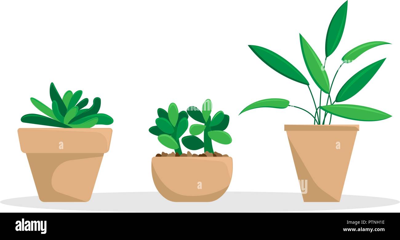 Satz von drei Topfpflanzen. Flache Vector Illustration. Stock Vektor