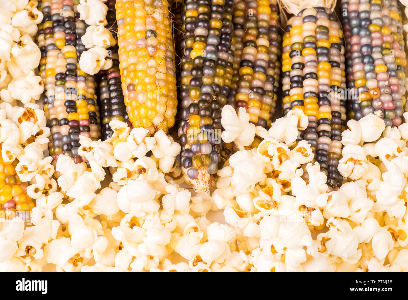Bündel von organischen getrockneten bunten Maiskolben bereit Popcorn zu Pop oder Splitt mit bereits knallte Popcorn Stockfoto