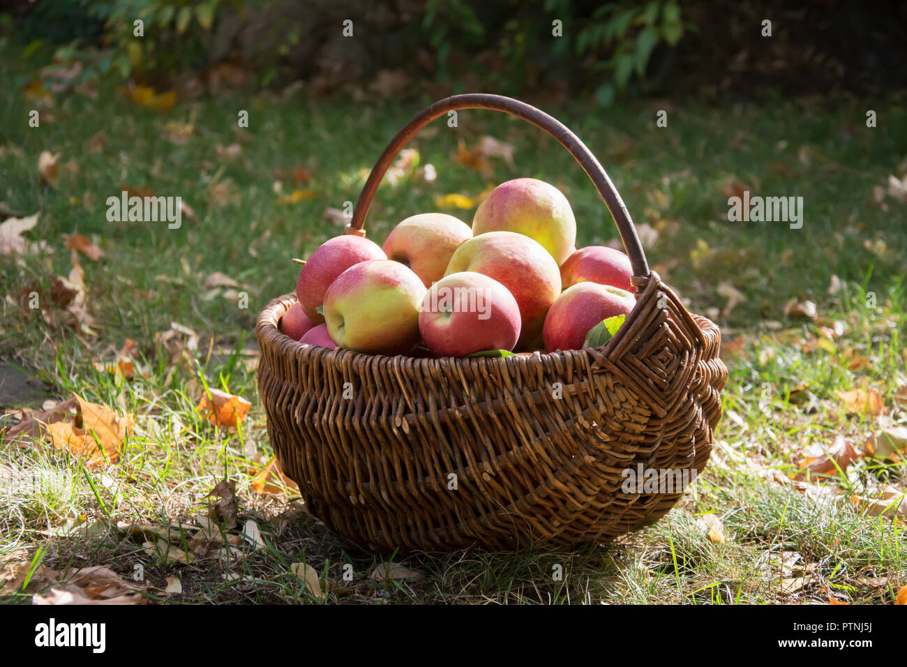Einen Weidenkorb mit reife rote und gelbe Äpfel, die auf dem Gras in einem Garten Stockfoto
