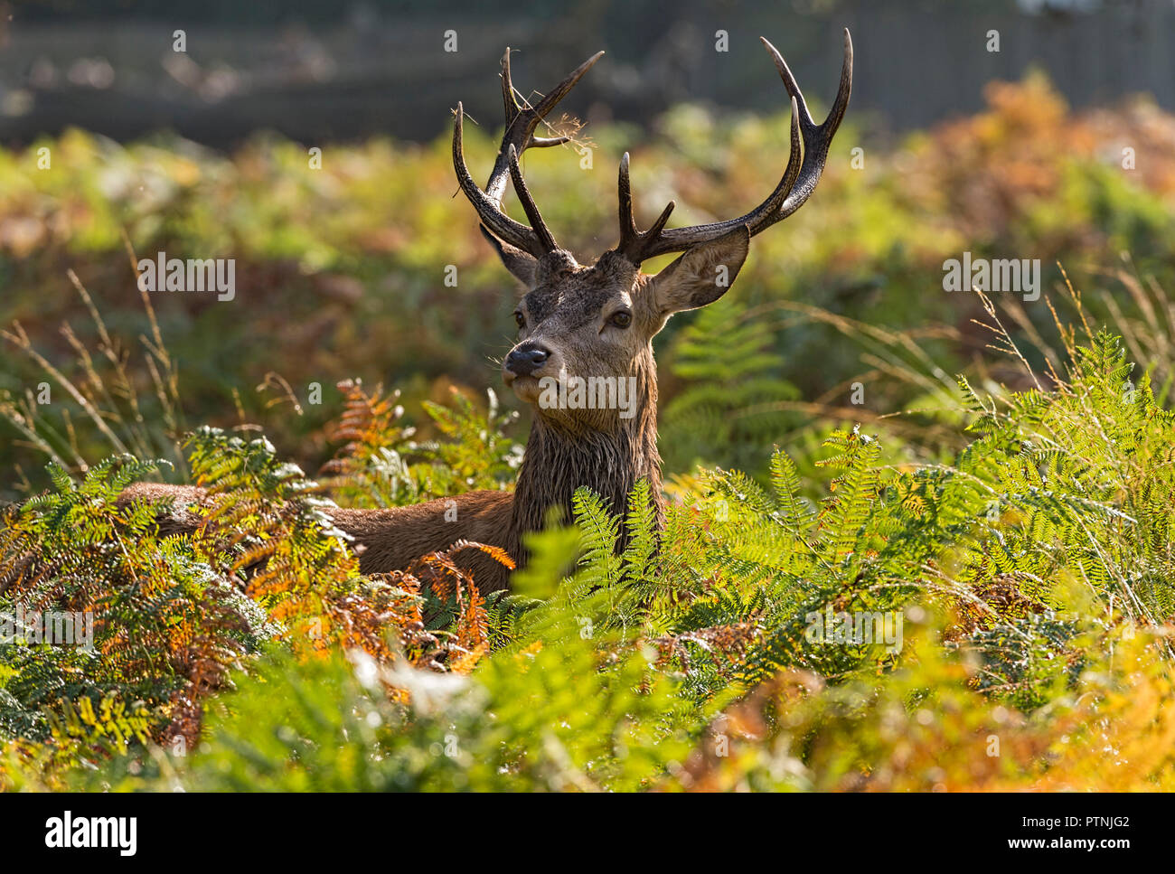 Nach Red Deer Stag Richmond Park GROSSBRITANNIEN Stockfoto
