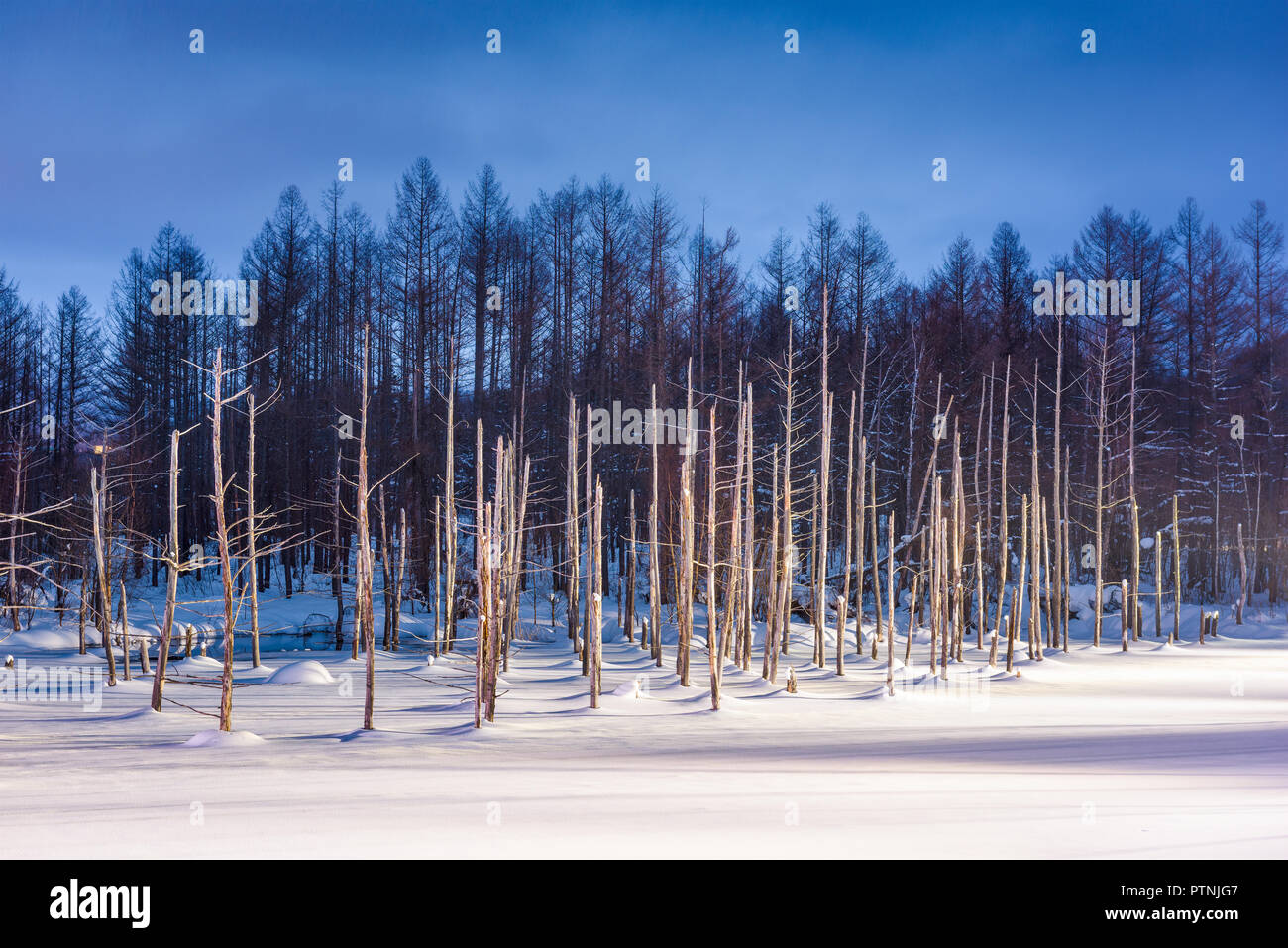 Biei, Japan in der Aoike blauen Teich im Winter in der Nacht. Stockfoto