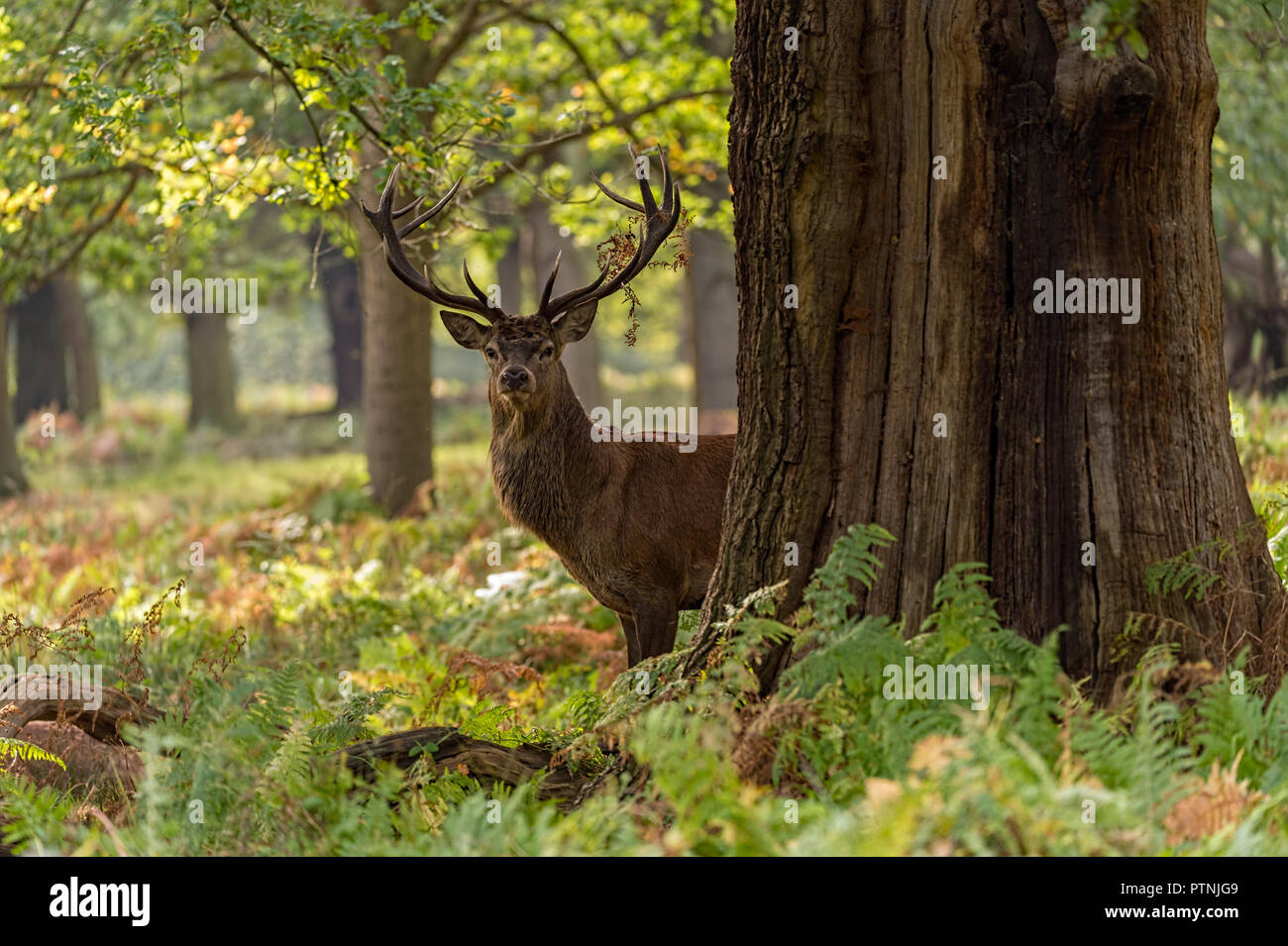 Nach Red Deer Stag Richmond Park GROSSBRITANNIEN Stockfoto
