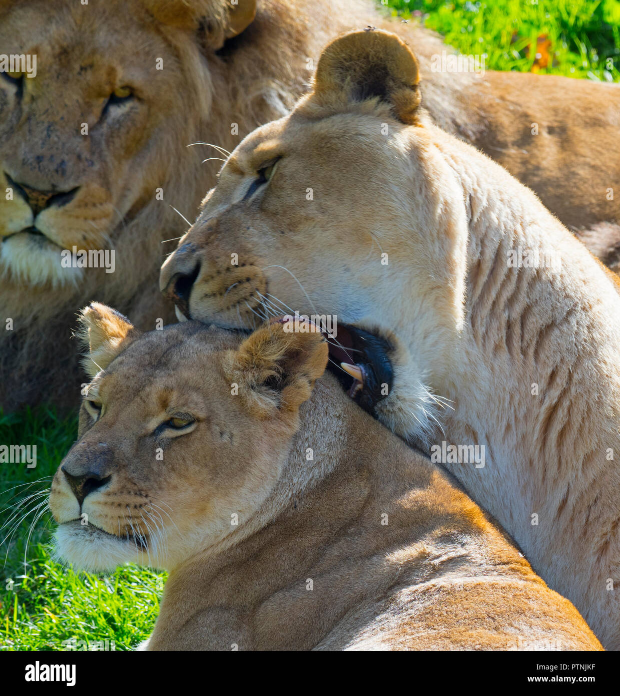 Erwachsener Löwe Panthera leo im Masai Mara Nationalpark Kenia Stockfoto