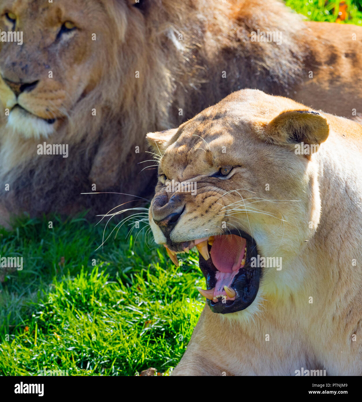 Erwachsener Löwe Panthera leo im Masai Mara Nationalpark Kenia Stockfoto