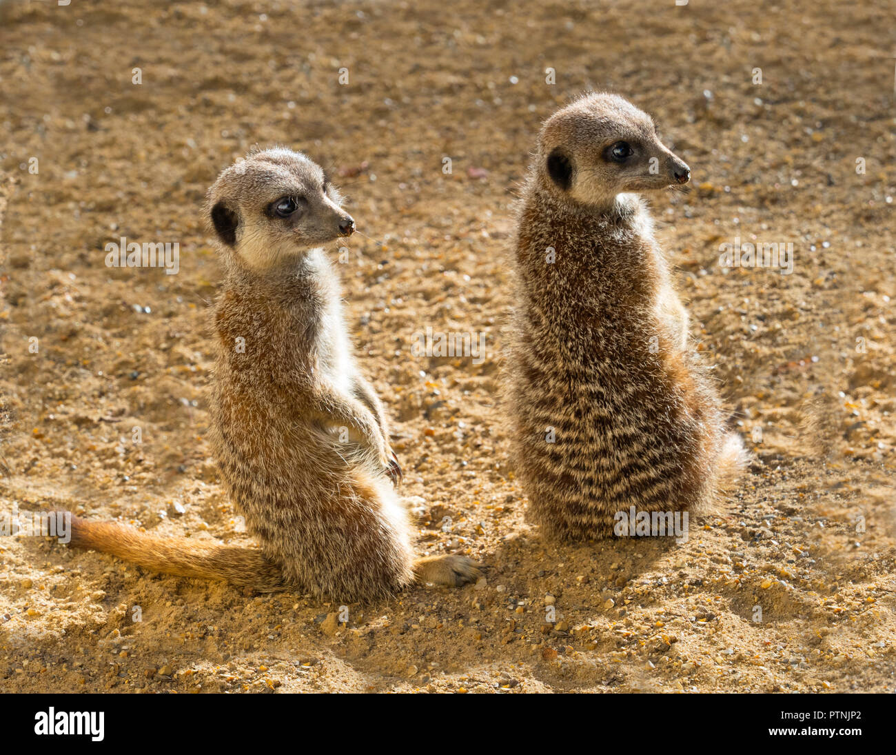 Erdmännchen oder erdmännchen Suricata suricatta Stockfoto