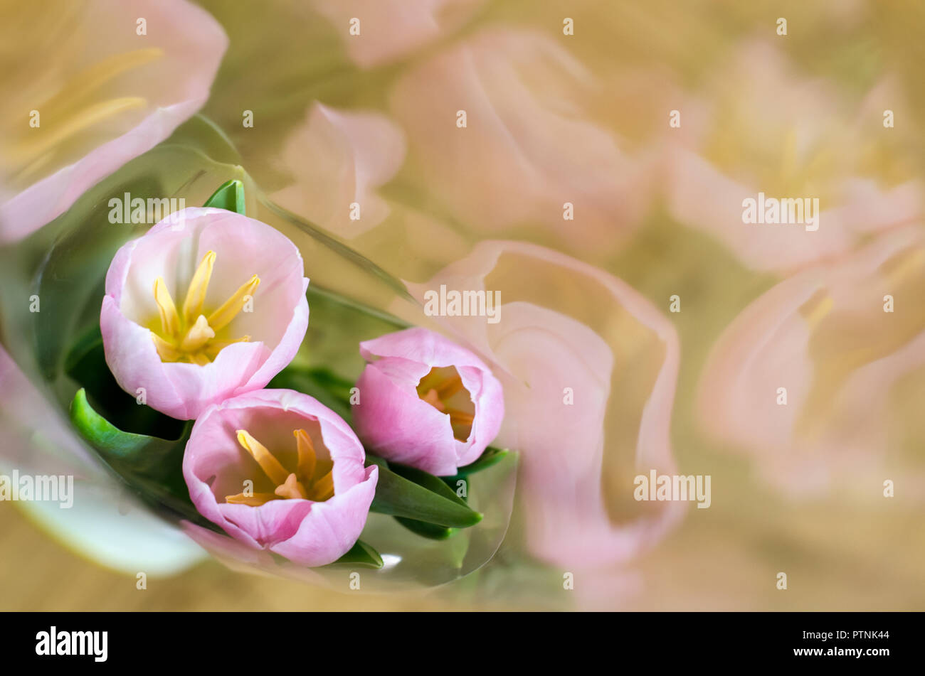 Rosa drei Tulpen auf Reflexion Hintergrund Stockfoto