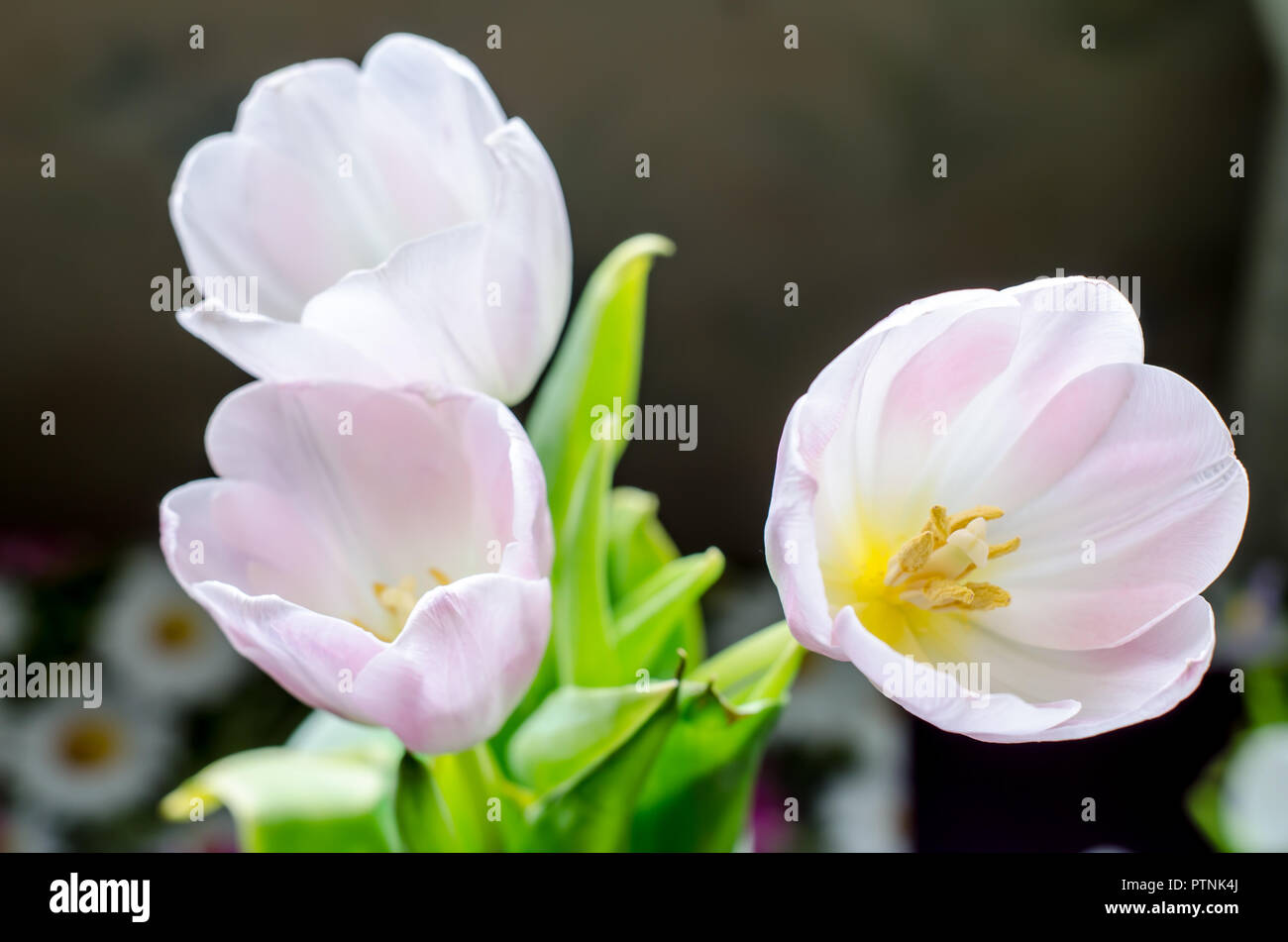 Rosa drei Tulpen auf dunklem Hintergrund Stockfoto