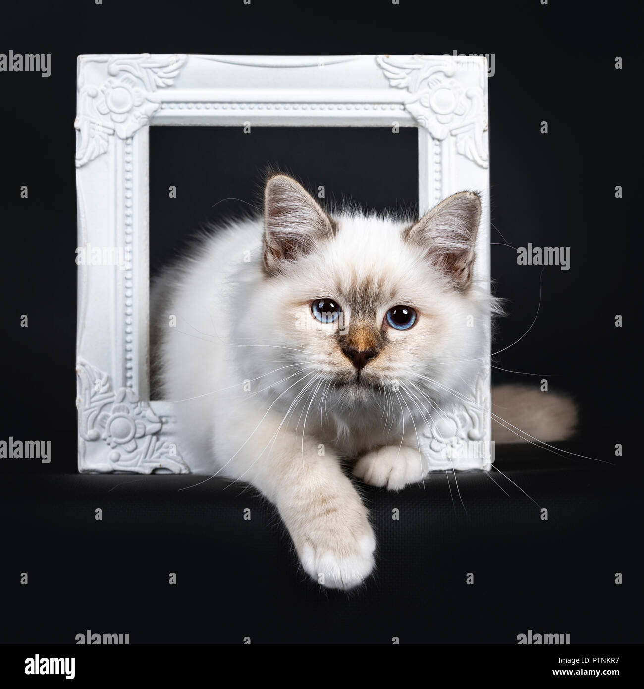 Schöne Tabby Point Heilige Birma Katze Kätzchen Stehend Mit