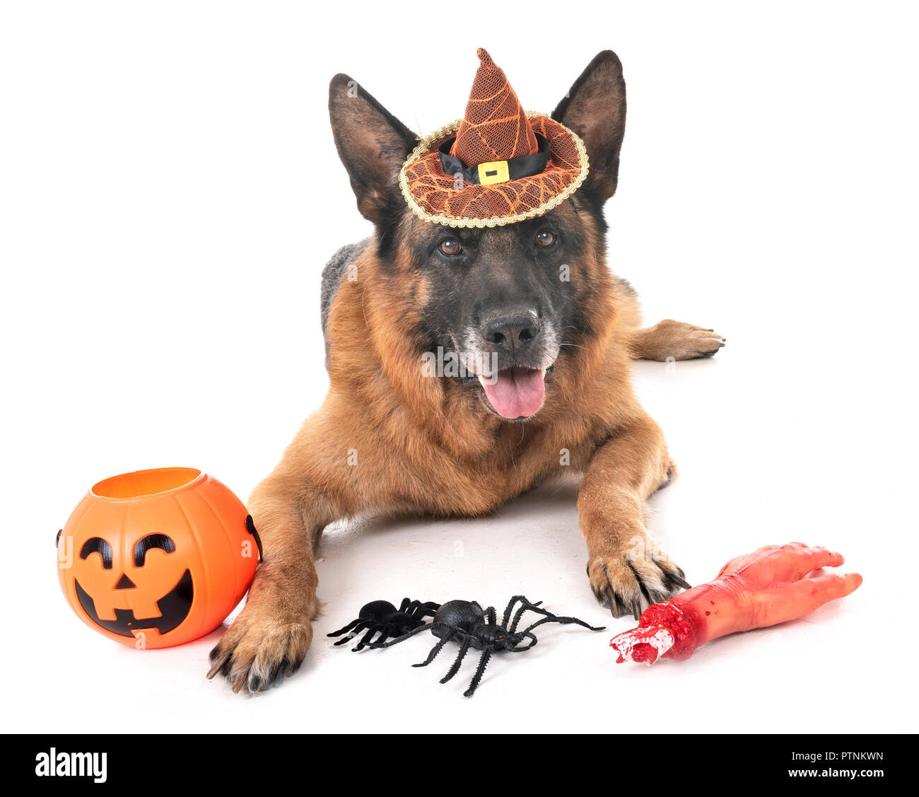 Schäferhund und Halloween vor weißem Hintergrund Stockfoto